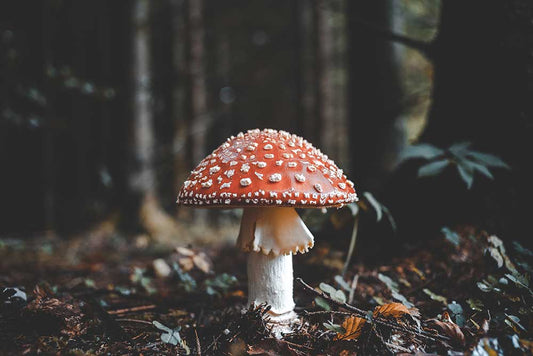 Holiday Gift Guide for Mushroom Lovers
