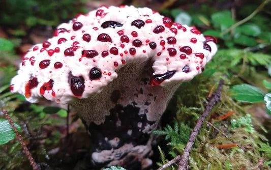 Spooky Fungi