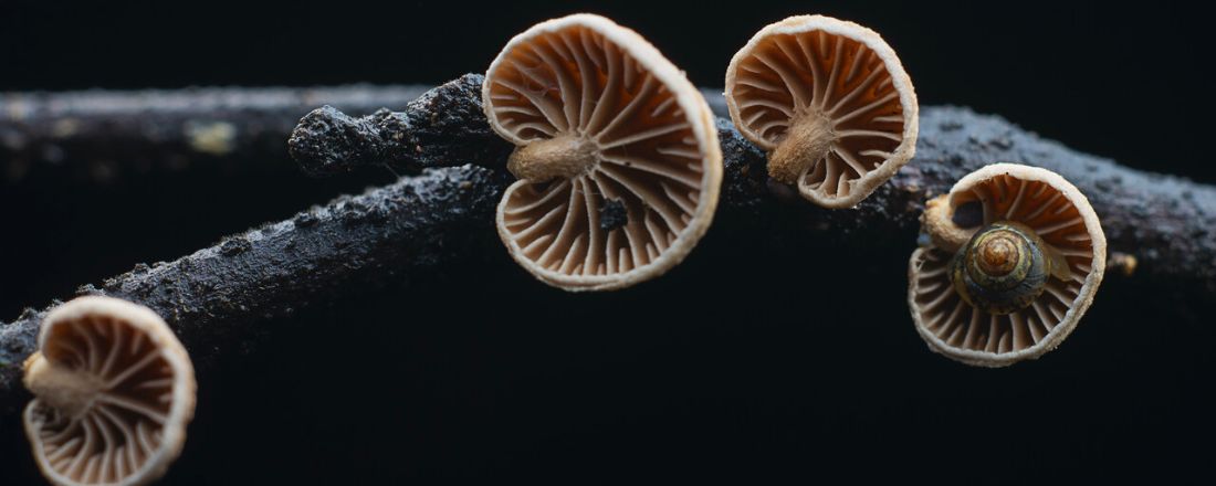 Mushroom Anatomy: The parts of a mushroom explained