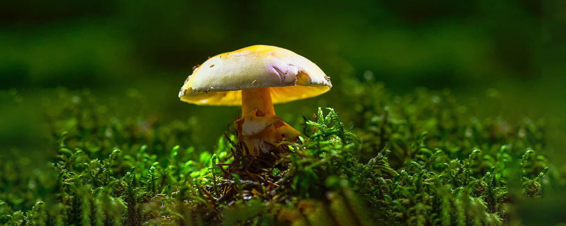 How Fungi Make the World Go Round